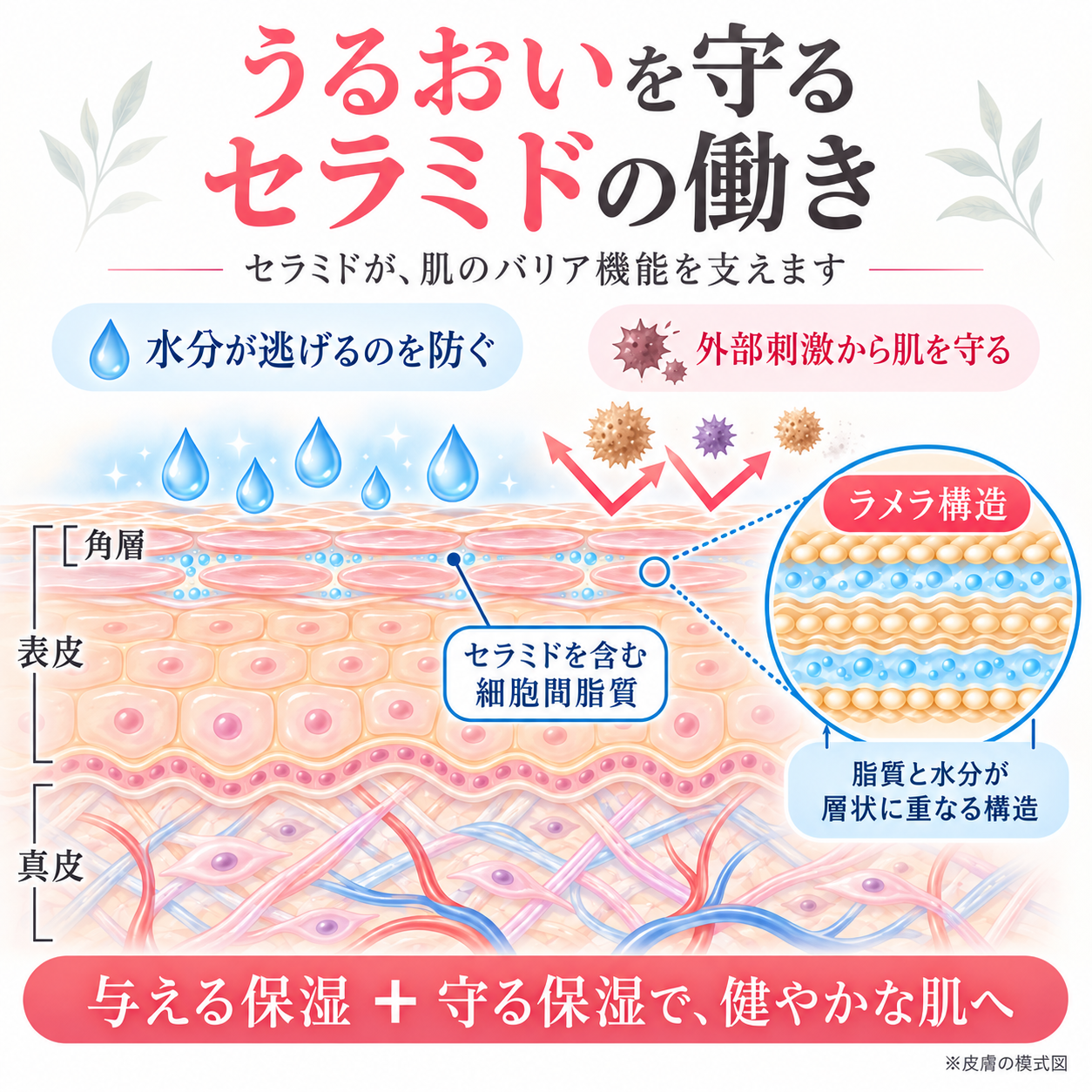 健康的な肌に欠かせないセラミド